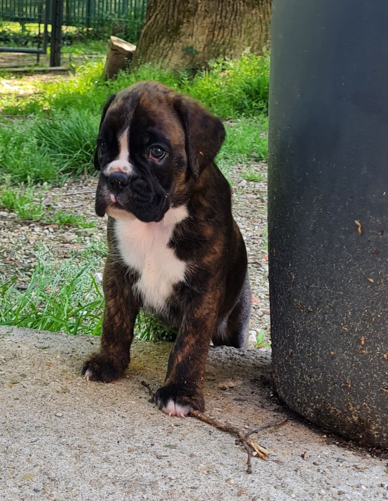 Des Etoiles De Priam - Chiots disponibles - Boxer