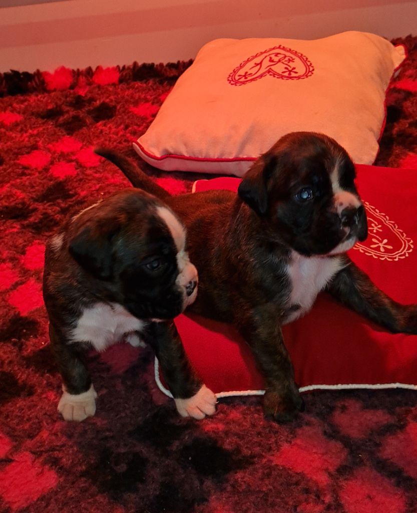 Chiot Boxer Des Etoiles De Priam